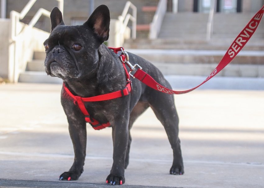 Netty, a 6-year-old French bulldog, will join Murdoch as mayor pro tem.
